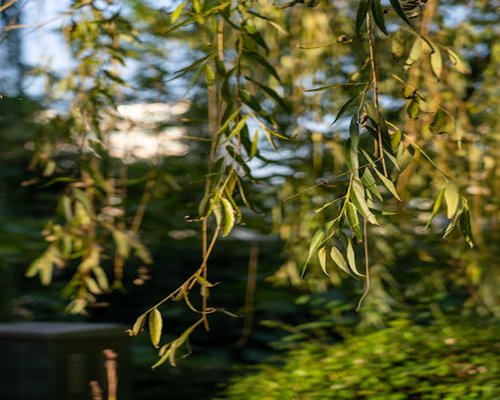 Serene evening walk in a green park with soft sunlight